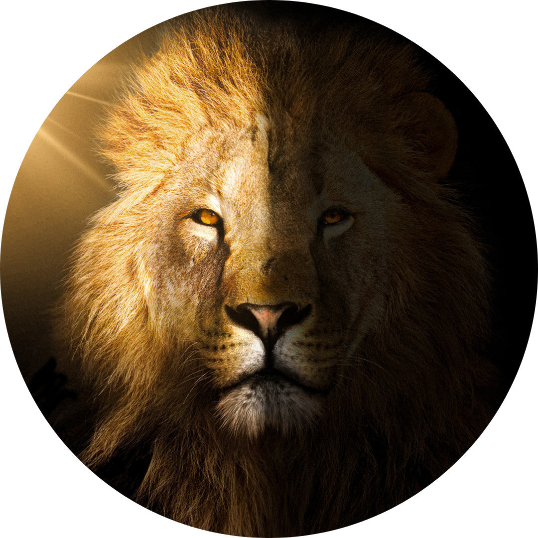 Erőállat meditáció (Everness 2024)